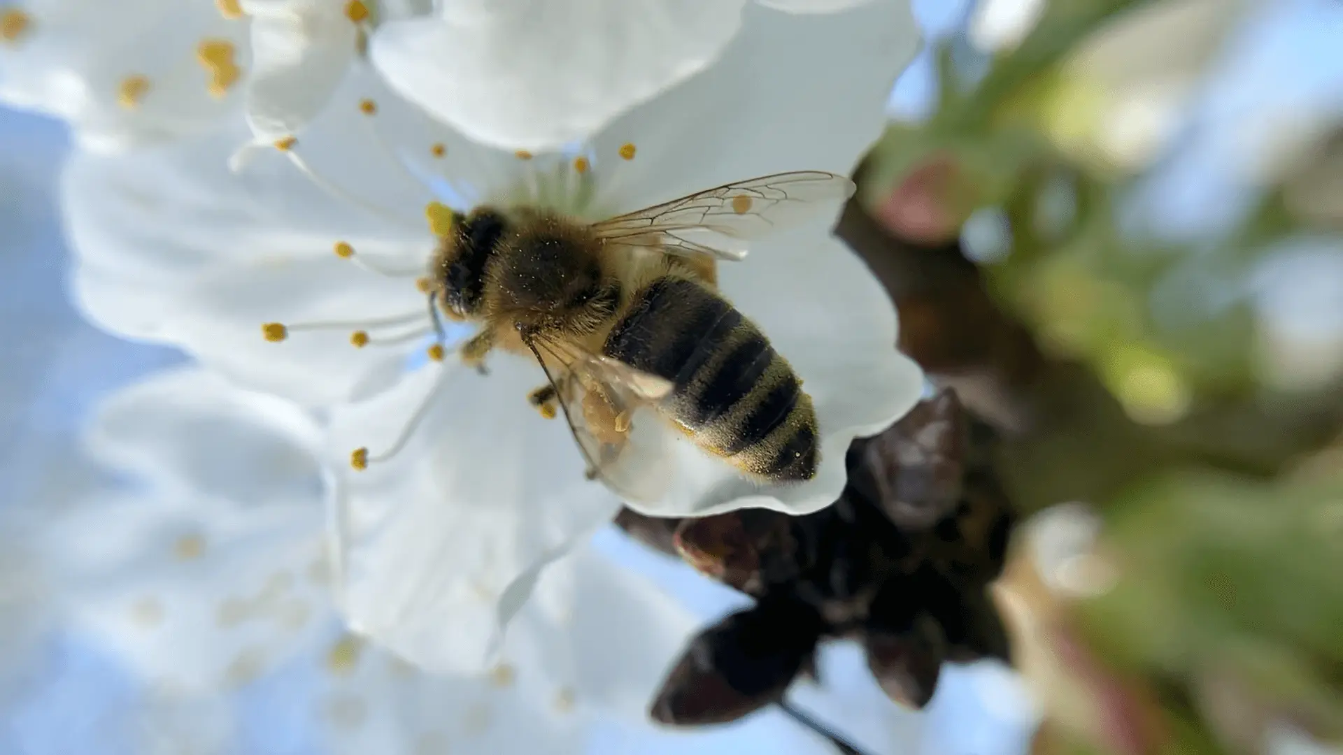 H+E Biene auf einer Blüte